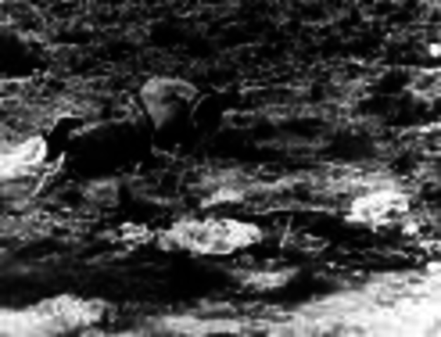 The Palomares Incident