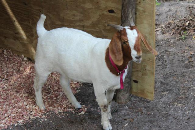 Day I Picked up Sunny