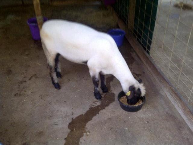 Day I Picked Up Sheep