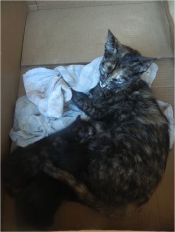 Ninhada de gatinhos - Guilherme