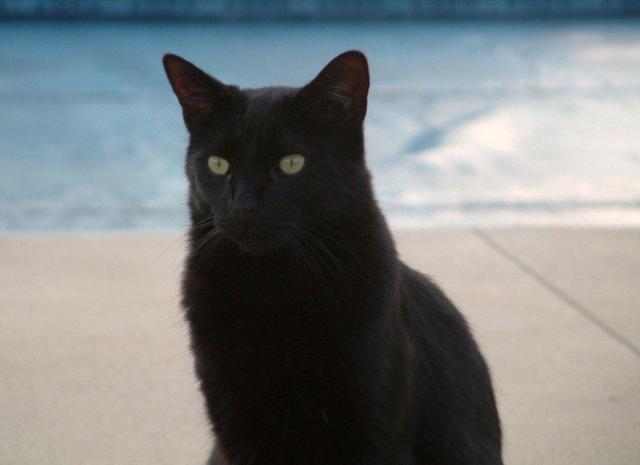 We get our cat Midnight