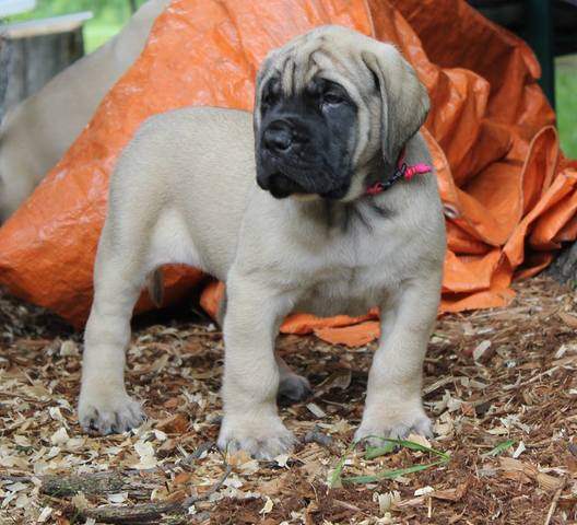 My new puppy was born