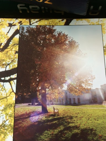 Looking Over Huge Tree Towards Trinity