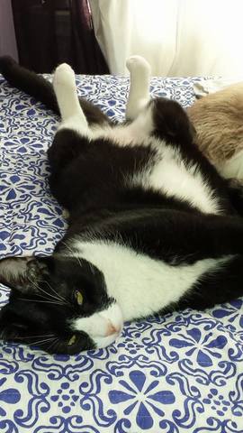 We adopted our first two familiy cats