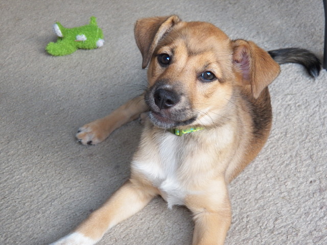 When I Got Another Dog