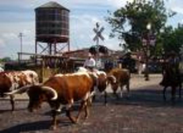 Cattle Drive