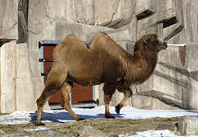 Texas Camel Experiment