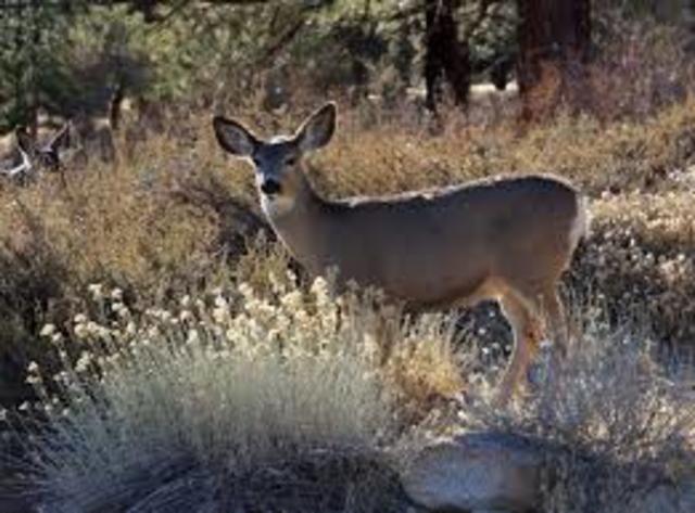 First deer
