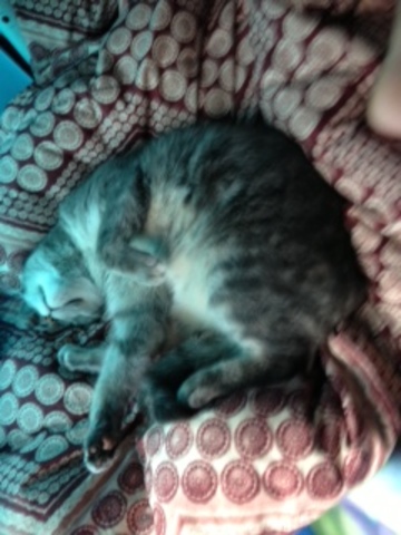 We got our first cat