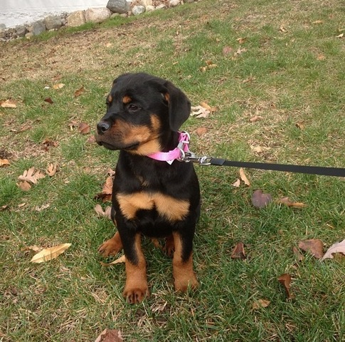 I got my second dog.