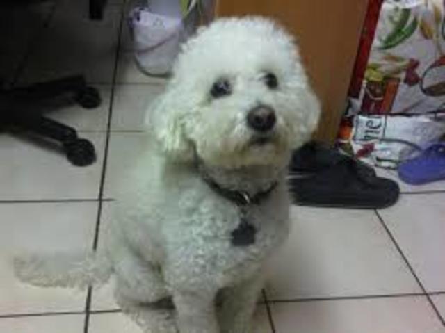 Mi pero andy se murió en 2002