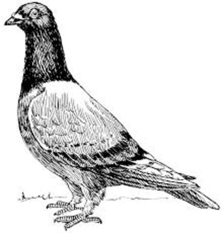 Carrier Pigeon