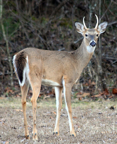 First deer with my Dad