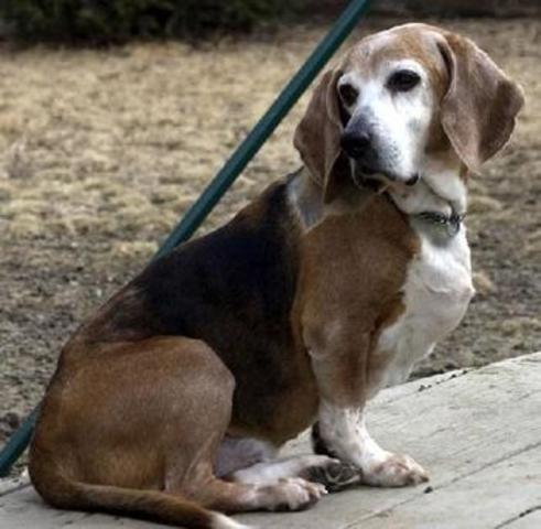 Day I got my dog ladie