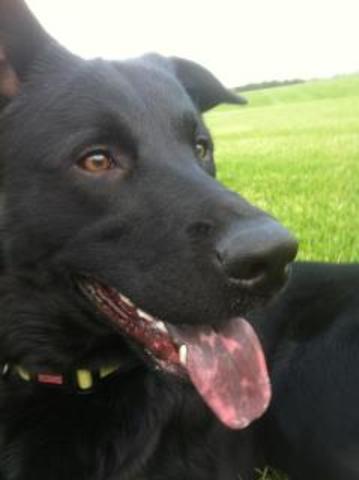 The day we got my dog Miley