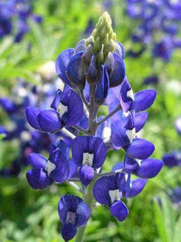 The Blue Bonnet!