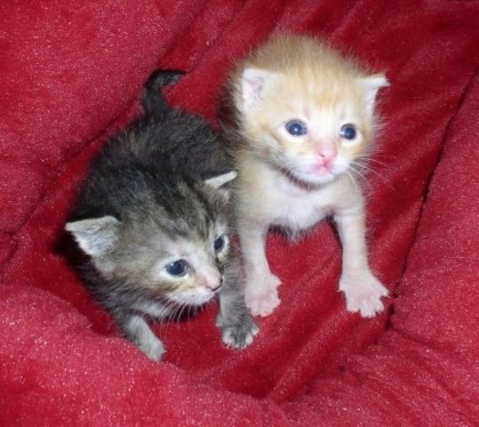 Tebow and rorey BY HUNTER THOMAS