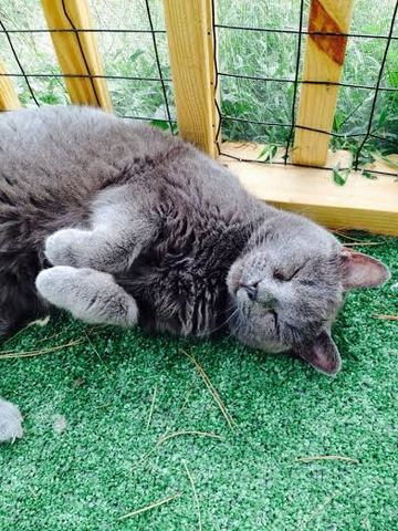 When I Got My Cat WILLE