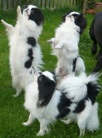 Getting my other dog Sophie