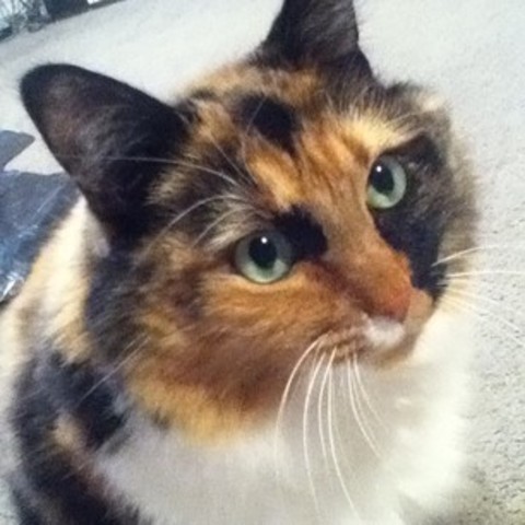 Nina the Calico cat