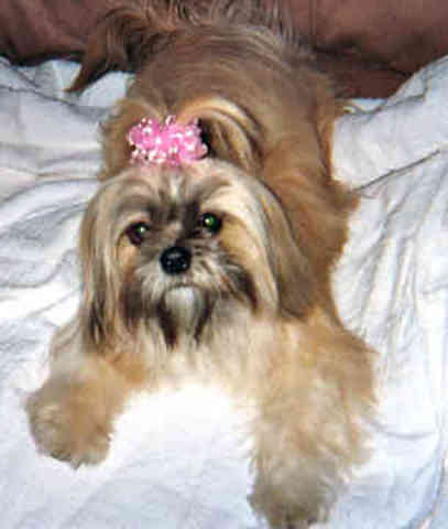 When I was in first grade I got a dog