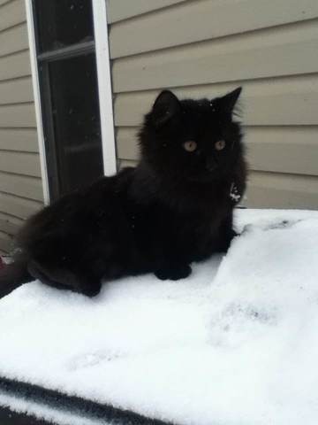 Getting my cat, Betsy Part 2