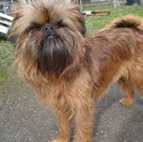 Back from cps my dog made life better