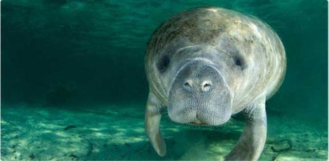 Mans Other Best Friend