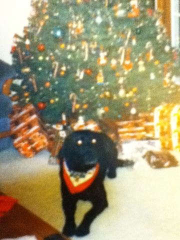 Saying Goodbye to The Family Pet