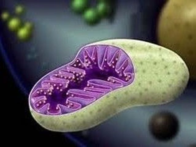 Открытие митохондрий