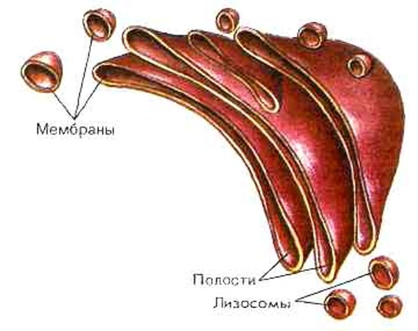 Комплекс Гольджи