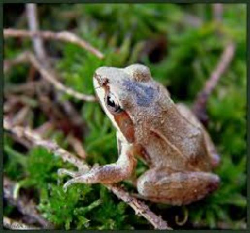 The First Time I Caught A Frog