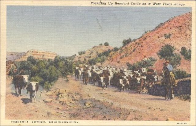 Cattle Drive Begins.