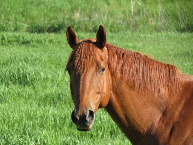 Second Horse, Crazy Molly