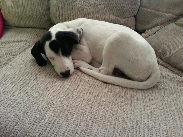 Getting my first dog (Marley)