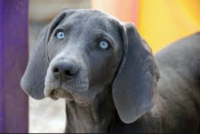 The day my dog died:(