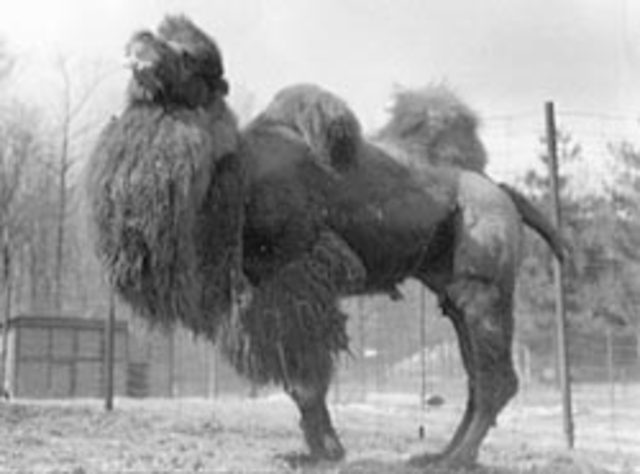 The Camel Experiment begins