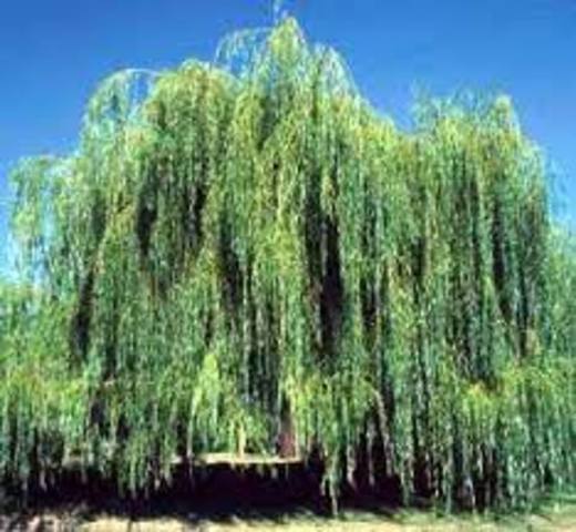 Willow tree