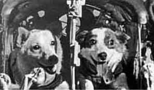 Belka and Strelka sent to space