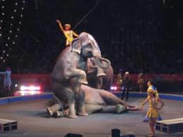 Barnum & Bailey's circus opens in Brooklyn