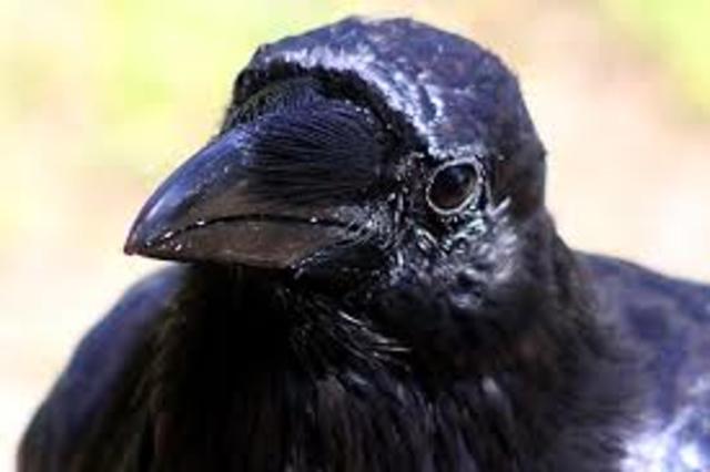 The Raven is published and surpasses all Poe's work in popularity.