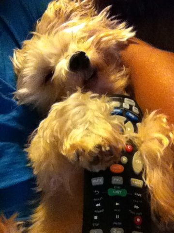 Me obtuve el perro nuevo