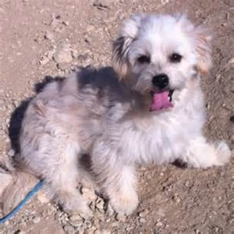 My family got my first dog