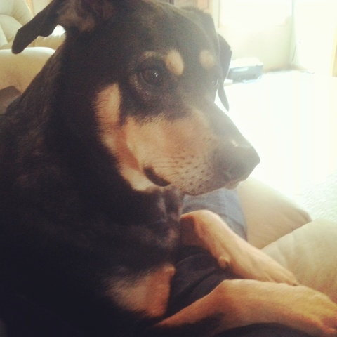 the day i found one of my puppy dog!