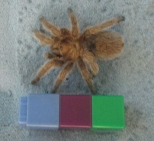 Class Spider is 3 unifix cubes long.