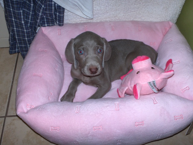 el día que llegué mi perro