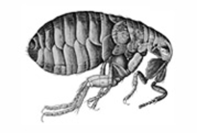 Robert Hooke