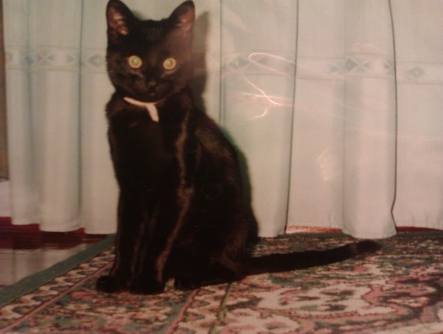 Llegada de mi gato coco a casa