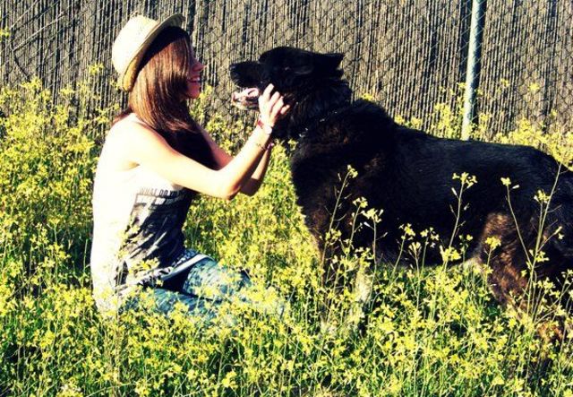 Muere mi perrito Timón.