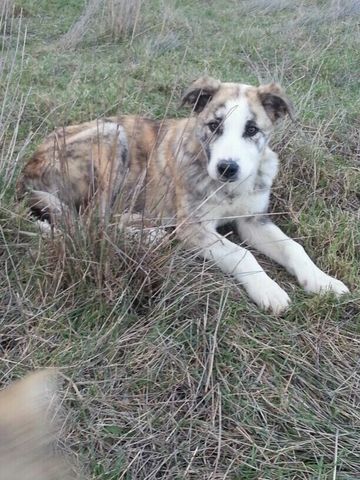 Llega otro miembro más a la familia, mi perro Deymos.